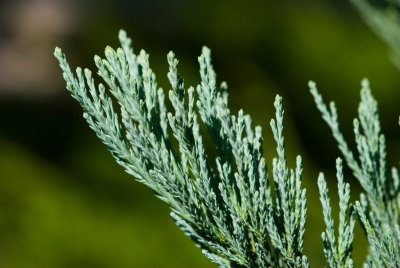 Sequoiadendron giganteum 'Glaucum' - sekvojovec obrovský - jehlice